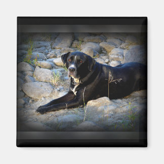 Groot zwart Pitbull Lab Cross Magneet