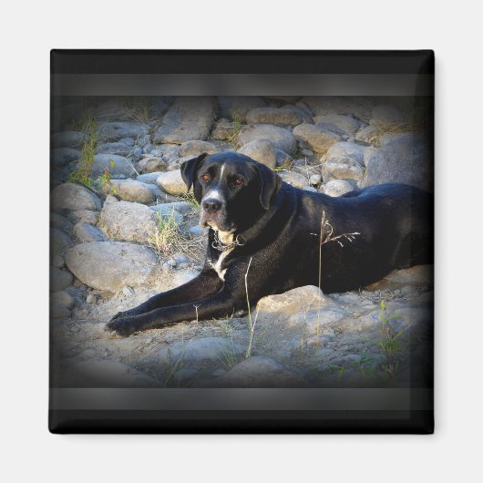 Groot zwart Pitbull Lab Cross Magneet (Voorkant)