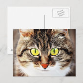 Grootbeige kattenportret briefkaart (Voorkant / Achterkant)
