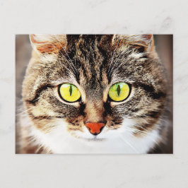Grootbeige kattenportret briefkaart