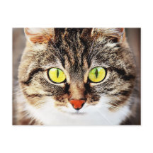 Grootbeige kattenportret
