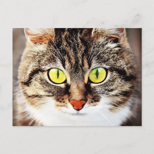 Grootbeige kattenportret briefkaart (Voorkant)