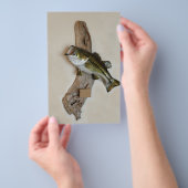 grootbekbaars flyer (Hand)