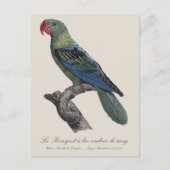 Grootbekparkiet, Tanygnathus megalorynchos Briefkaart (Voorkant)
