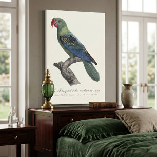 Grootbekparkiet, Tanygnathus megalorynchos Canvas Afdruk