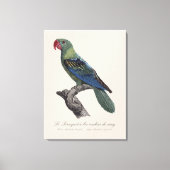 Grootbekparkiet, Tanygnathus megalorynchos Canvas Afdruk (Voorkant)