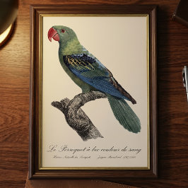 Grootbekparkiet, Tanygnathus megalorynchos Foto Afdruk
