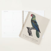 Grootbekparkiet, Tanygnathus megalorynchos Planner (Display)