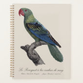 Grootbekparkiet, Tanygnathus megalorynchos Planner (Voorkant)