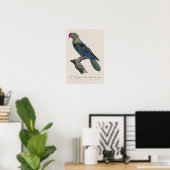 Grootbekparkiet, Tanygnathus megalorynchos Poster (Thuiskantoor)
