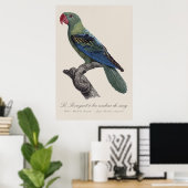 Grootbekparkiet, Tanygnathus megalorynchos Poster (Thuiskantoor)