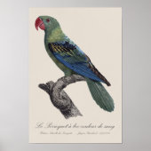 Grootbekparkiet, Tanygnathus megalorynchos Poster (Voorkant)