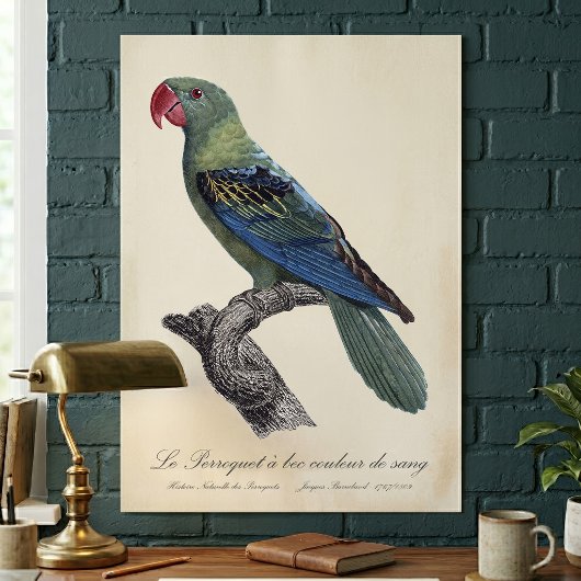Grootbekparkiet, Tanygnathus megalorynchos Poster