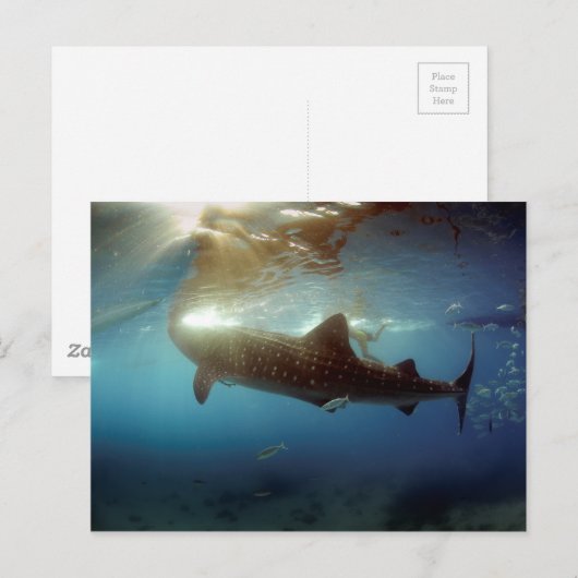 Groothandel in haaien briefkaart (Voorkant / Achterkant)