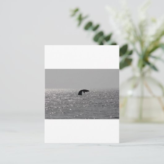 Groothandel - Zuid-rechtse walvisafdruk Briefkaart (Staand voorkant)