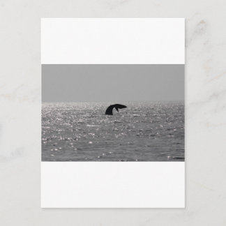 Groothandel - Zuid-rechtse walvisafdruk Briefkaart