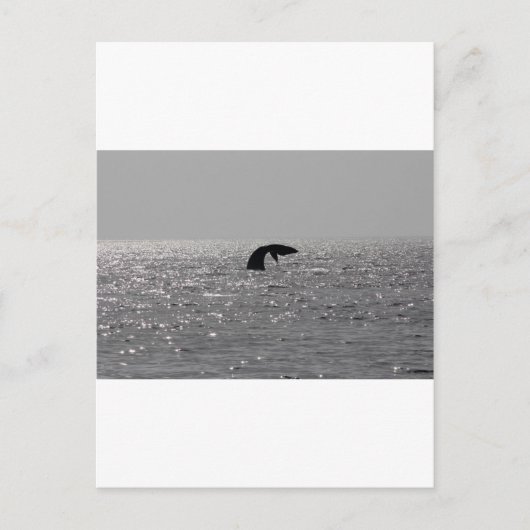 Groothandel - Zuid-rechtse walvisafdruk Briefkaart (Voorkant)