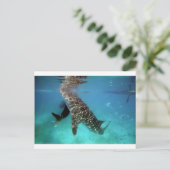 Groothandelshaaien Briefkaart (Staand voorkant)