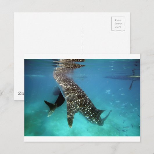Groothandelshaaien Briefkaart (Voorkant / Achterkant)