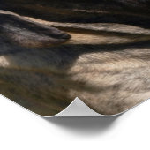 Groothoofd portret Engels Mastiff Poster (Hoek)