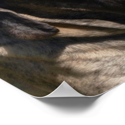 Groothoofd portret Engels Mastiff Poster (Hoek)