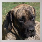 Groothoofd portret Engels Mastiff Poster (Voorkant)