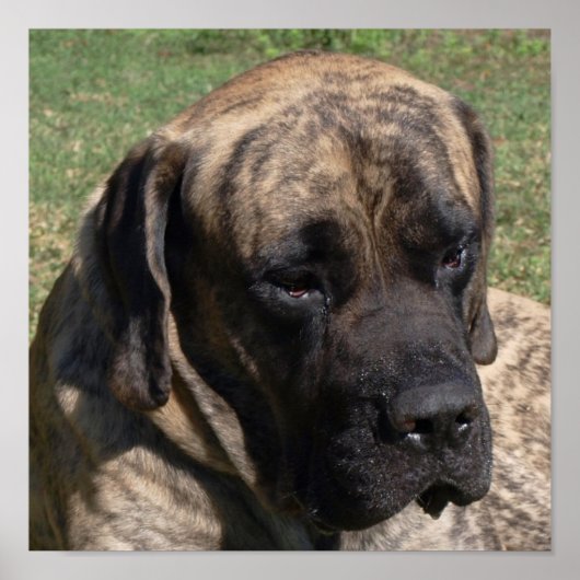 Groothoofd portret Engels Mastiff Poster (Voorkant)