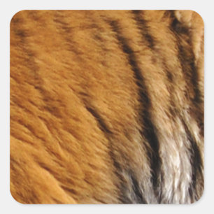 Grootkat met grote kat in het wild, met foto's bem vierkante sticker
