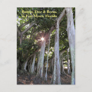 Grootste Banyanboom Fort Myers Florida Briefkaart