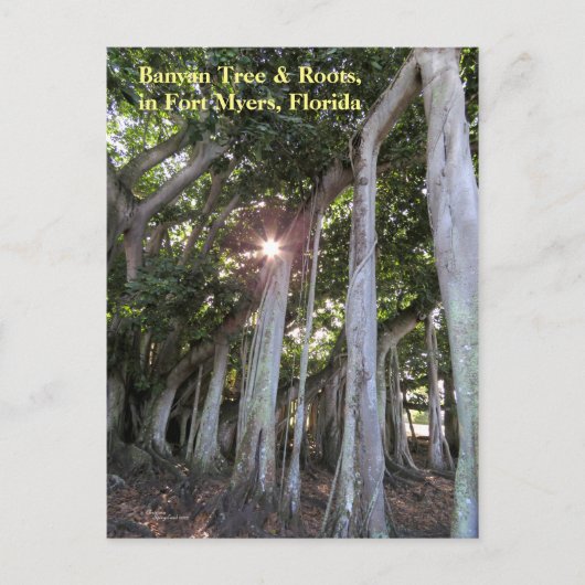 Grootste Banyanboom Fort Myers Florida Briefkaart (Voorkant)