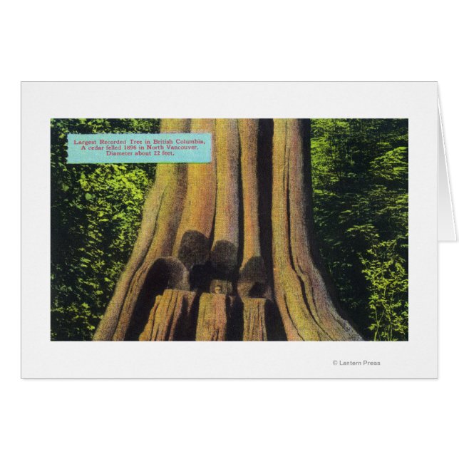 Grootste geregistreerde boom in BC 1896 Cedar-stru (Voorkant Horizontaal)