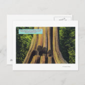 Grootste geregistreerde boom in BC 1896 Cedar-stru Briefkaart (Voorkant / Achterkant)