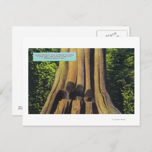 Grootste geregistreerde boom in BC 1896 Cedar-stru Briefkaart (Voorkant / Achterkant)