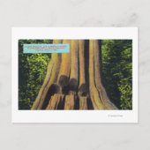 Grootste geregistreerde boom in BC 1896 Cedar-stru Briefkaart (Voorkant)