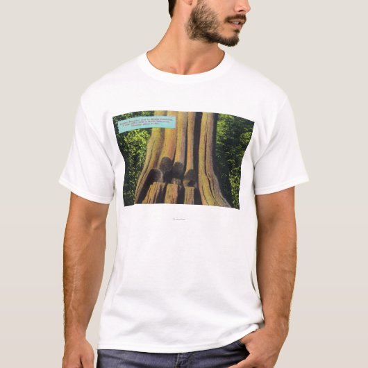 Grootste geregistreerde boom in BC 1896 Cedar-stru T-shirt (Voorkant)