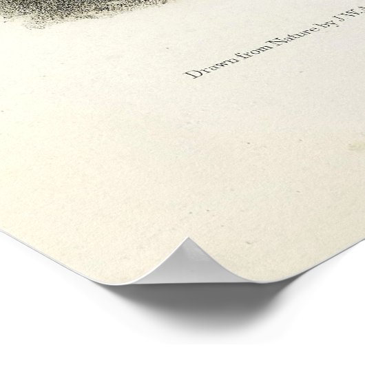 Grootststaartkunk, gekookte kunk, van Audubon Poster (Hoek)