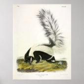 Grootststaartkunk, gekookte kunk, van Audubon Poster (Voorkant)