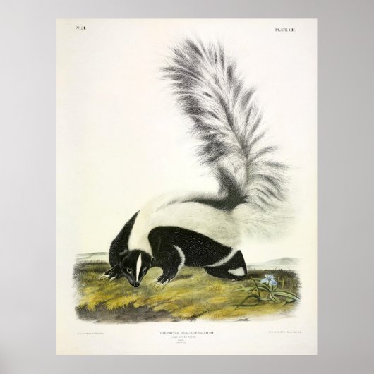 Grootststaartkunk, gekookte kunk, van Audubon Poster (Voorkant)