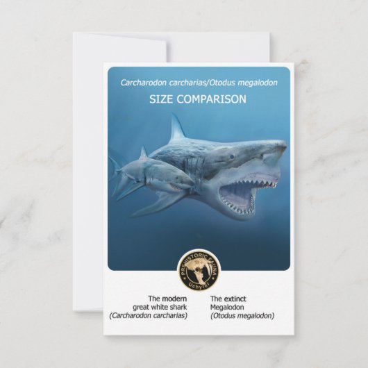 Grootte Vergelijking briefkaart (Megalodon + moder (Voorkant)