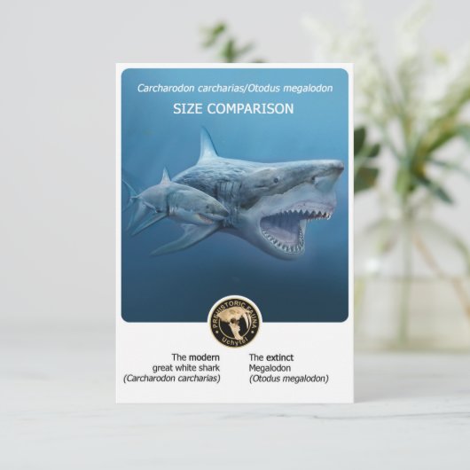 Grootte Vergelijking briefkaart (Megalodon + moder (Staand voorkant)