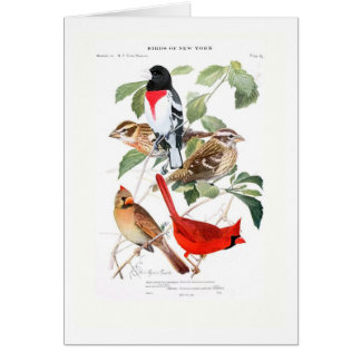 Grosbeak en kardinaal