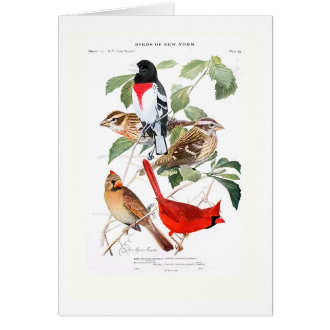 Grosbeak en kardinaal (Voorkant)