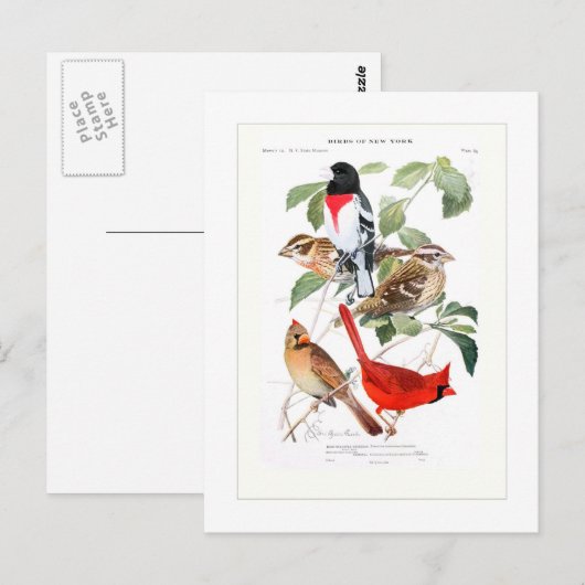 Grosbeak en kardinaal briefkaart (Voorkant / Achterkant)