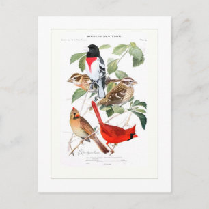 Grosbeak en kardinaal briefkaart