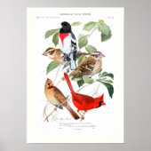 Grosbeak en kardinaal poster (Voorkant)