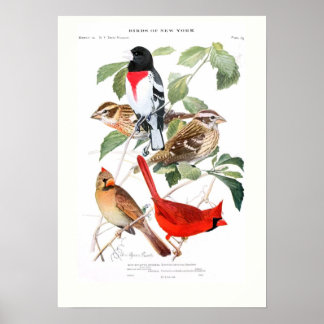 Grosbeak en kardinaal poster