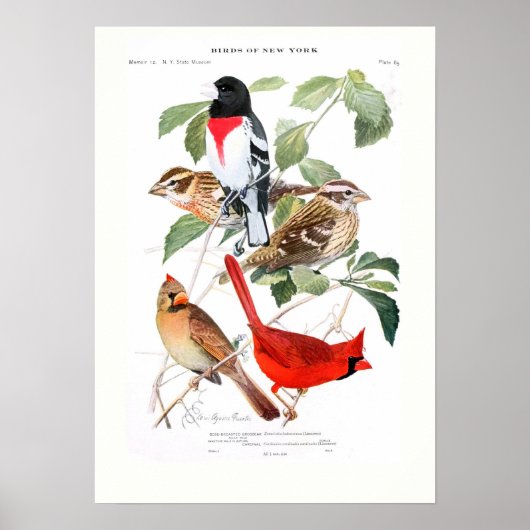 Grosbeak en kardinaal poster (Voorkant)