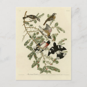 Grosbeak met roos, Amerikaanse vogels Briefkaart