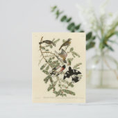 Grosbeak met roos, Amerikaanse vogels Briefkaart (Staand voorkant)