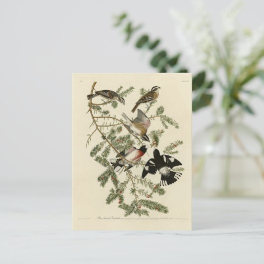 Grosbeak met roos, Amerikaanse vogels Briefkaart (Staand voorkant)